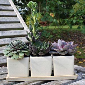 Ceramic - Glazed Herb Pot Planter