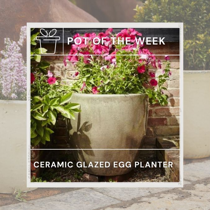Pot of the week Ceramic Glazed Egg Pots