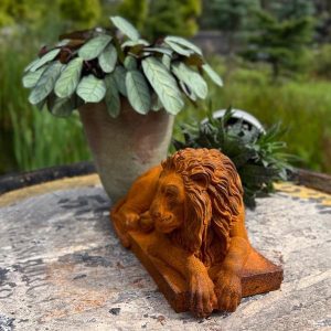 Laying Lion