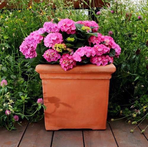 Terracini - Baytree Square Pot Planter - Terracotta