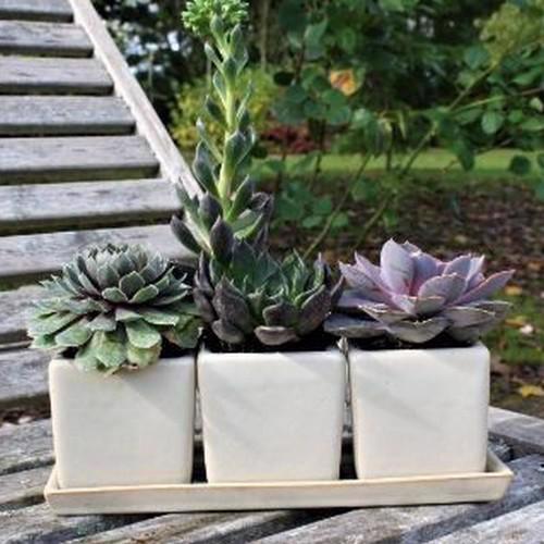 Glazed Herb Pot Planter - 110 Ø x 300 (H)mm