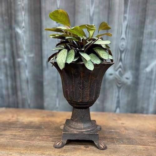 Cast Iron Bronze Roman Pot With Feet Urn