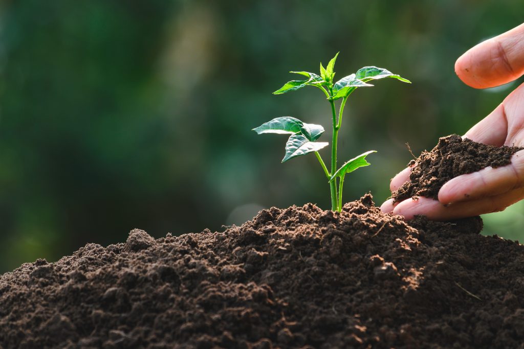 Closeup hand of person holding abundance soil with young plant in hand for agriculture or planting peach nature concept.