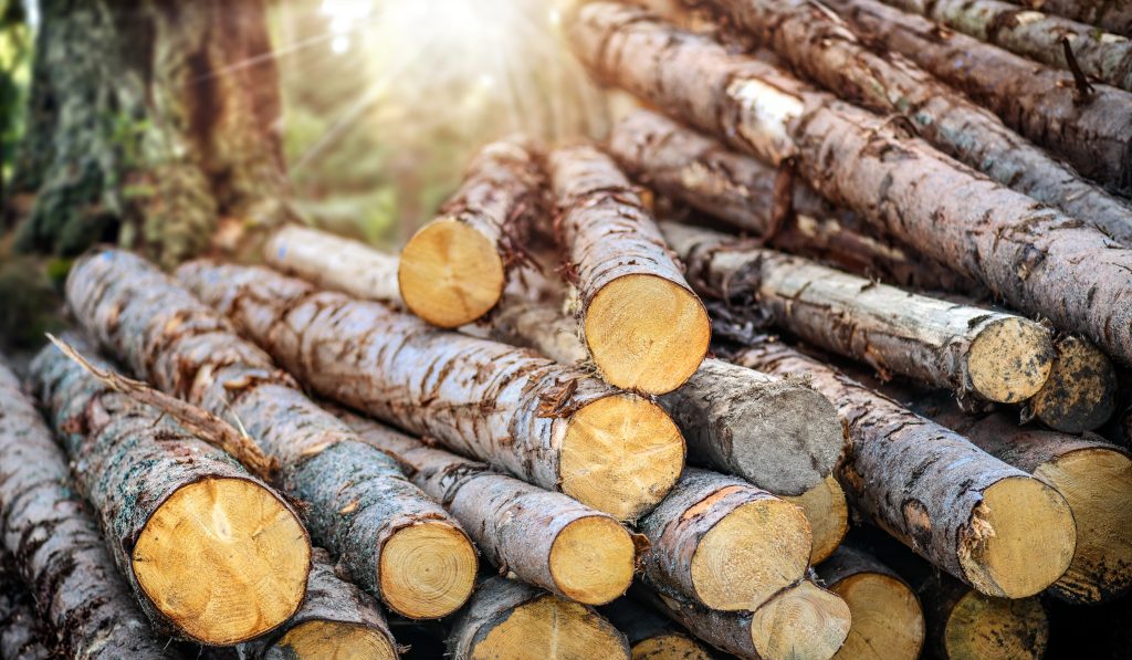 Forest pine and spruce trees. Log trunks pile, the logging timber wood industry.