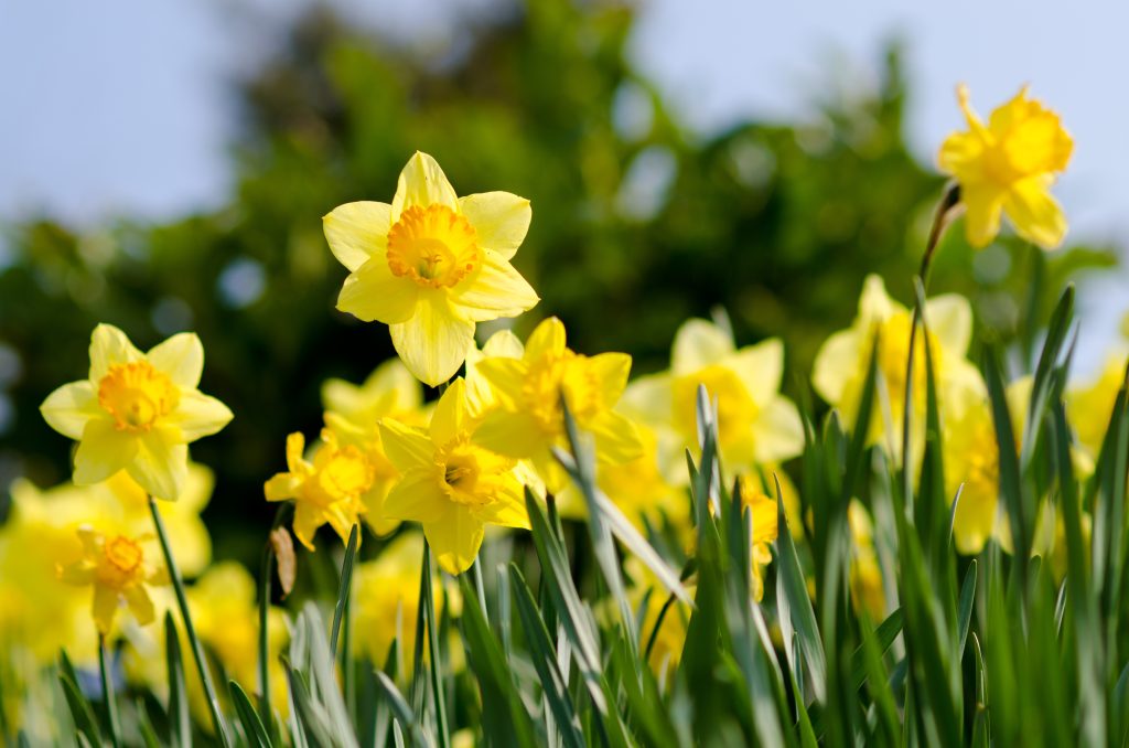 yellow Daffodils in the garden